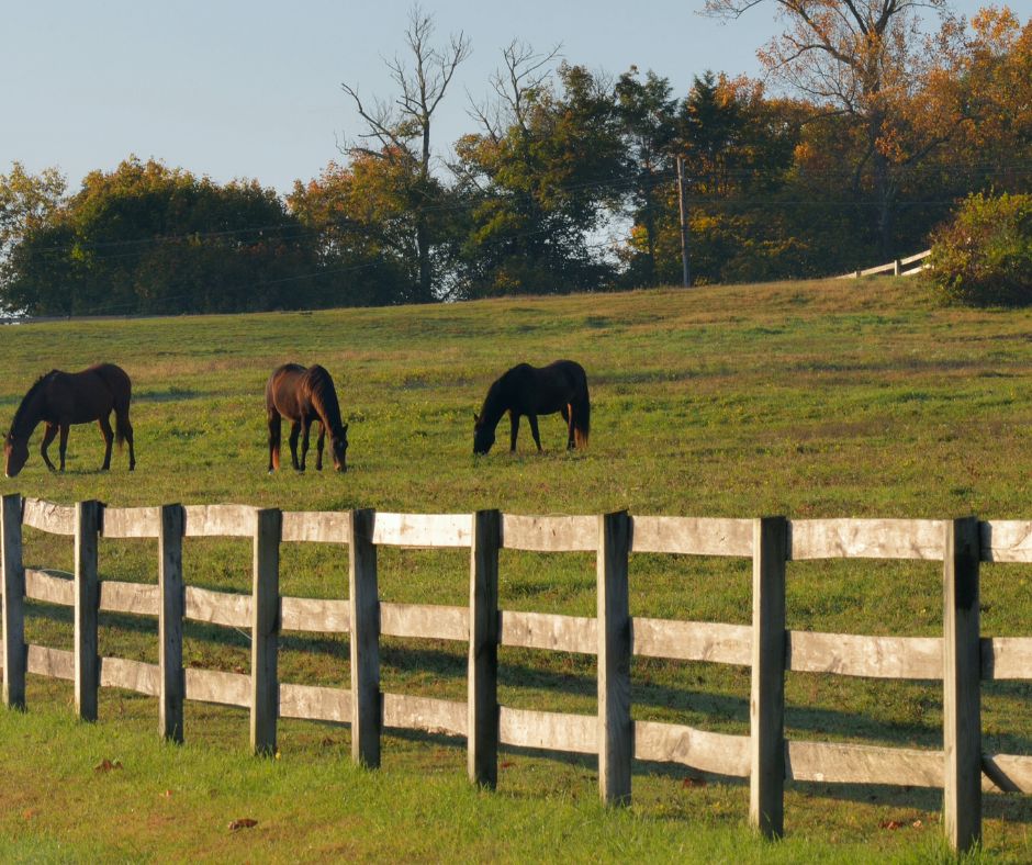 Horse fence
